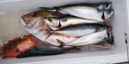 康仁丸・ジギング釣り果